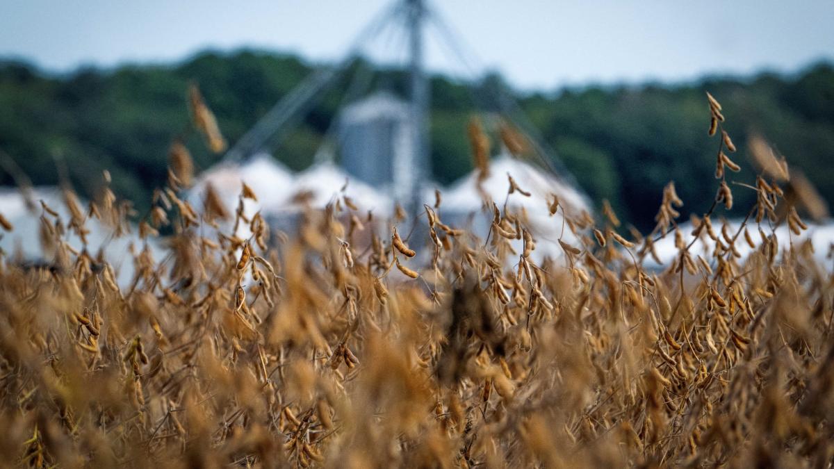 Trigo cae antes de las conversaciones de paz entre Trump y Zelenski