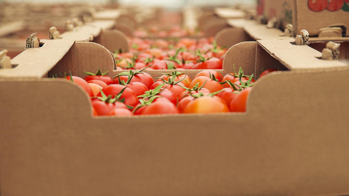 Jitomate se encarece: Cajas hasta en 600 pesos por menor oferta y alza en transporte