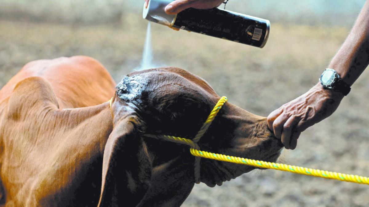 Detectan segundo caso de Gusano Barrenador del Ganado en Jalisco