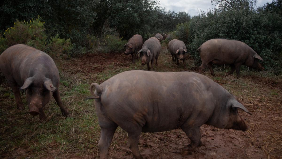 España investigará a cinco laboratorios por la posible fuga del virus de la peste porcina