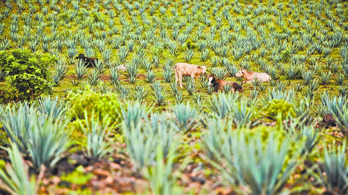 Taxonomías verdes y bonos continúan en adaptación en AL