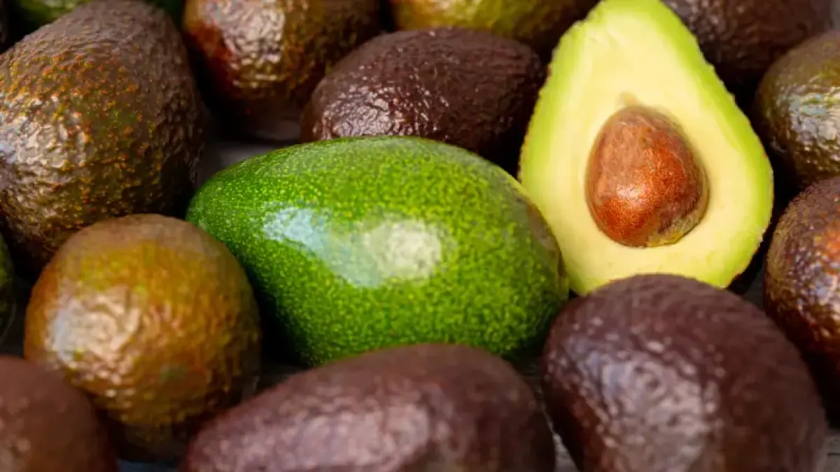 CNA reconoce a productores y destaca récord de exportación de aguacate rumbo al Super Bowl
