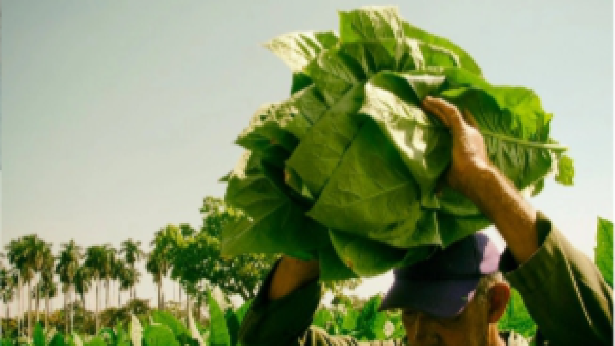 Sanción de EU magnate Chen Zhi golpea a fabricante dominicano de habanos