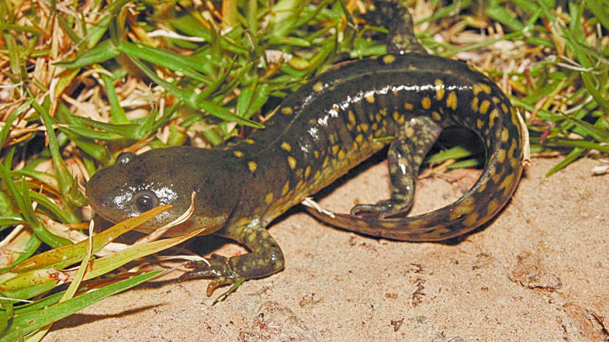 La UNAM localiza ajolote en peligro de extinción