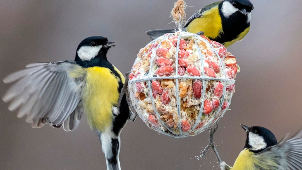 ¿Es una buena idea dar de comer a los pájaros?