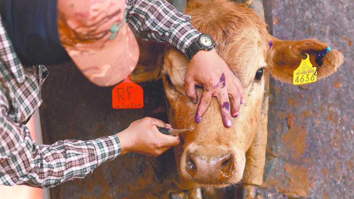 Gusano barrenador: confirman casos en Edomex y Tamaulipas