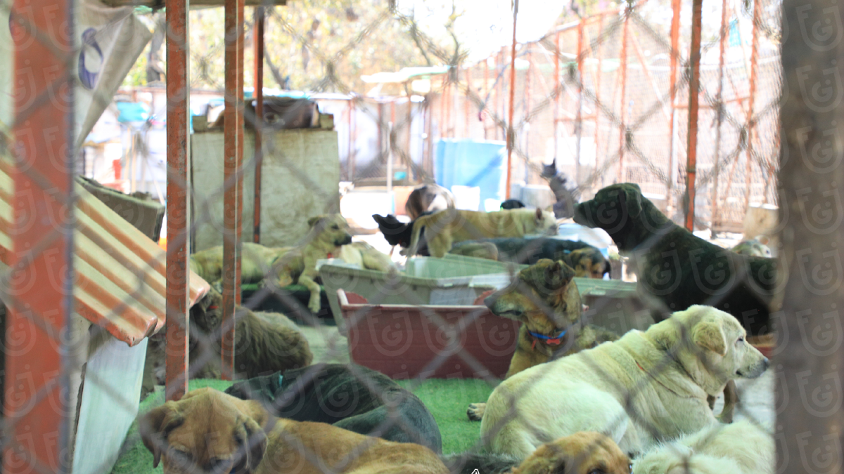 Desalojo de albergue de perros exhibe pleito por predio de 16 hectáreas en la zona de Santa Fe, Ciudad de México