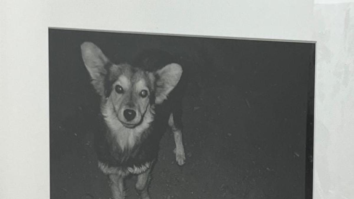 Zona MACO 2026: Premio AXA fortalece el arte emergente mexicano