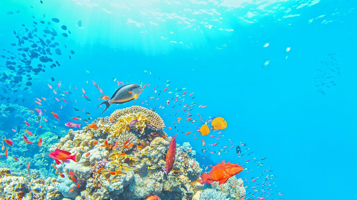 La filantropía debe profundizar para salvar el océano