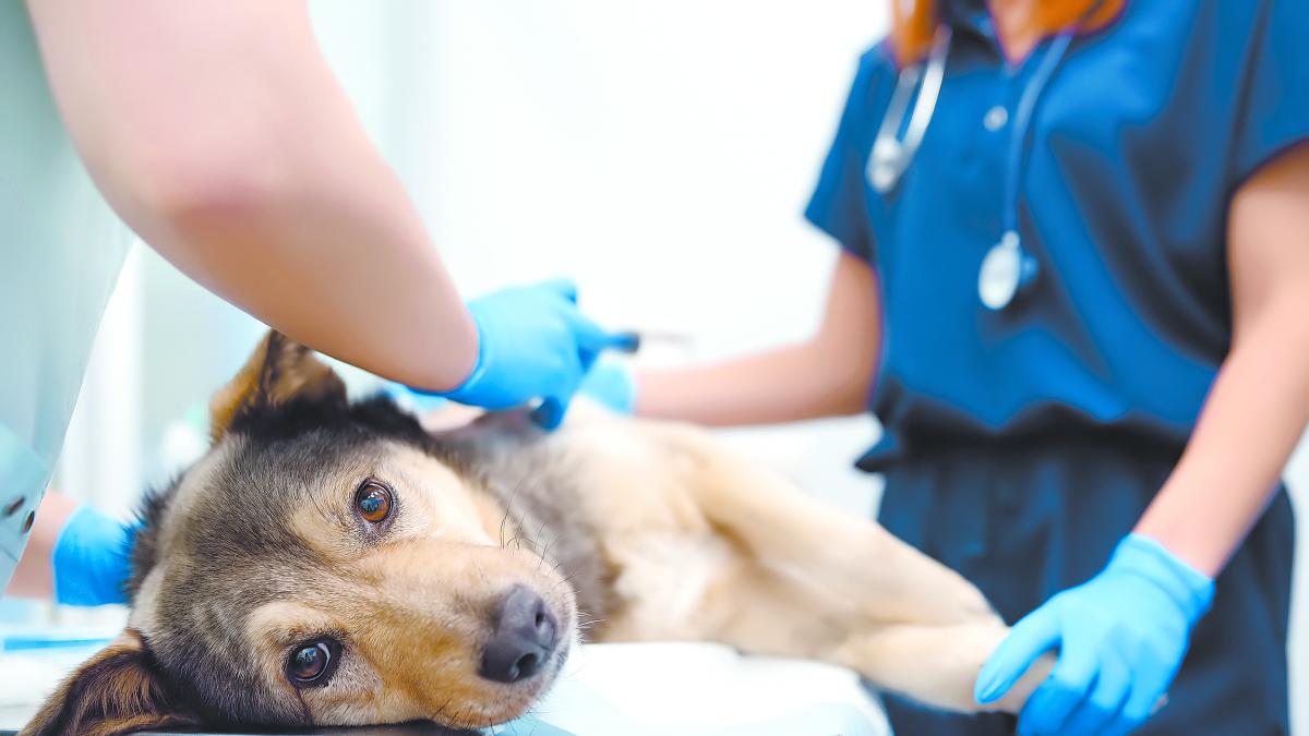 Conoce que productos o alimentos de casa pueden provocar la intoxicación de tu mascota