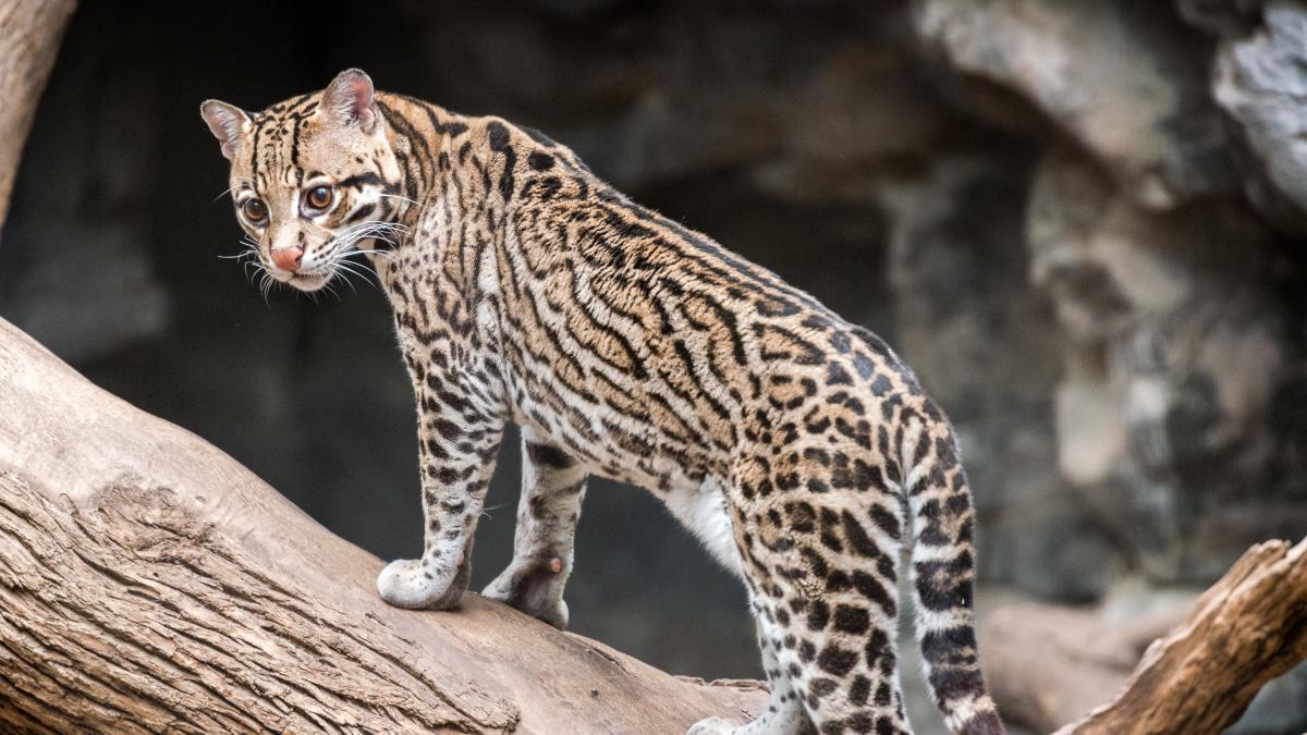 89 Convención Bancaria logra carbono neutral con proyecto Ocelote