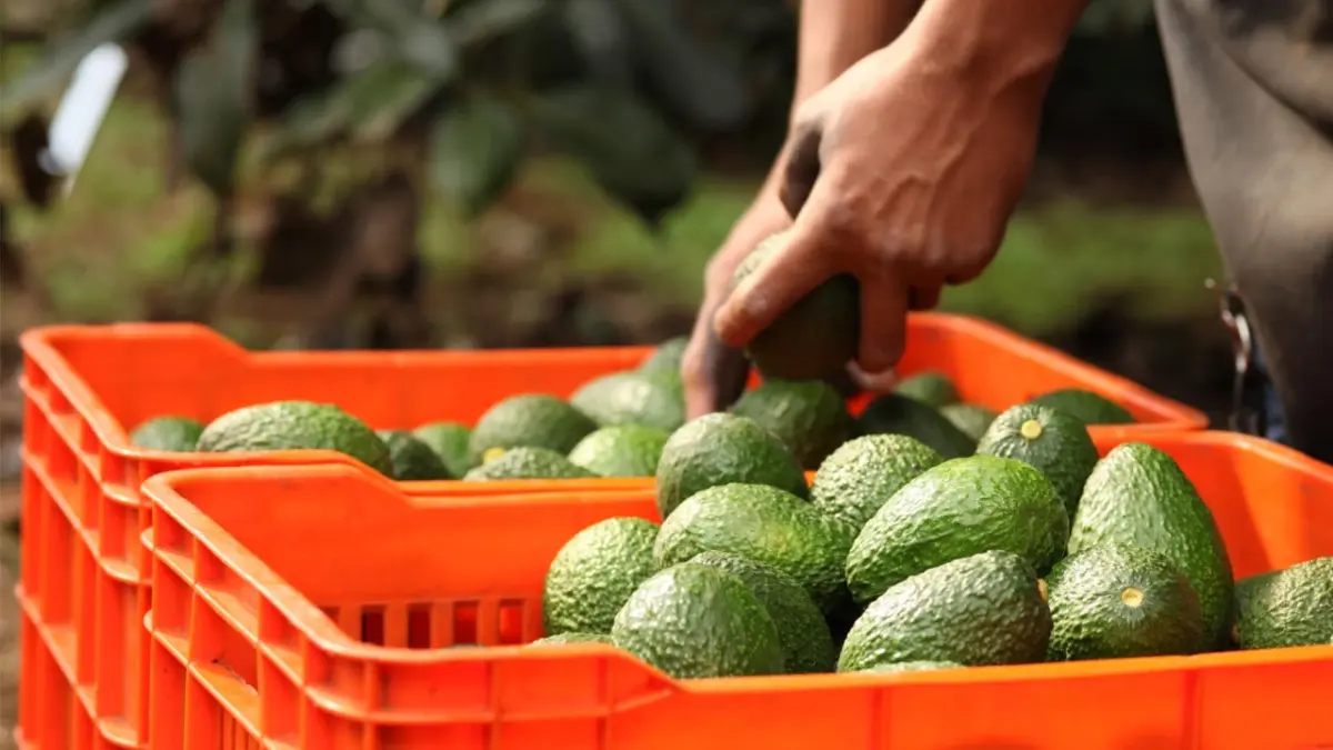 Productores y el gobierno de Michoacán establecen ruta para garantizar la trazabilidad del aguacate