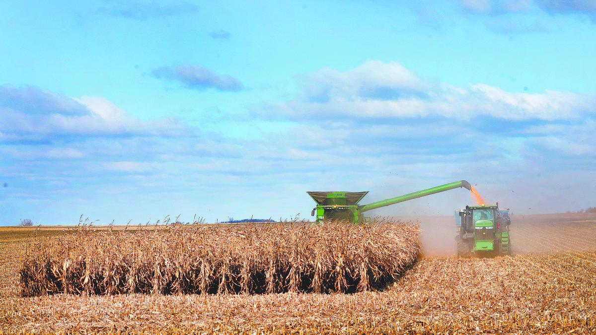 México batirá récord de importaciones de maíz en 2026 y 2027: USDA