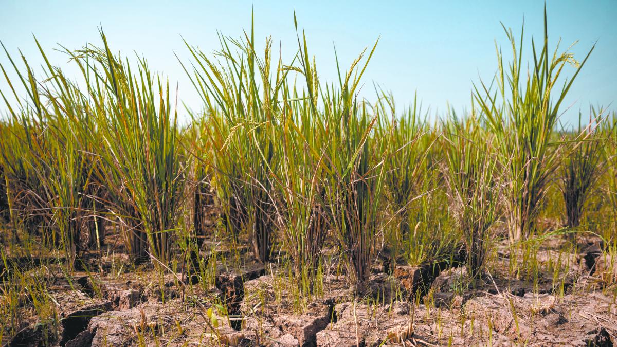 Un “súper El Niño” y una crisis del petróleo podrían impulsar inflación global
