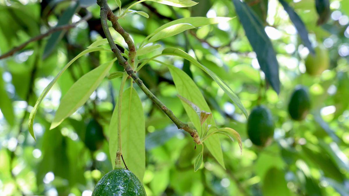 Jalisco pide blindar al sector aguacatero tras suspensión de importaciones de Michoacán a Estados Unidos