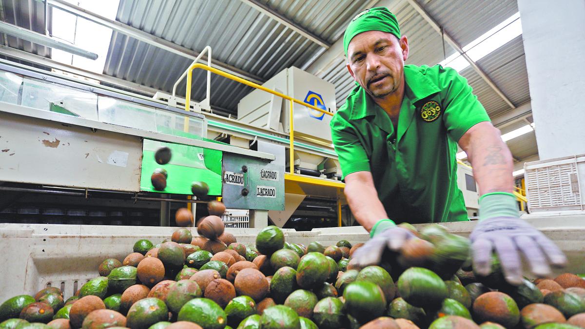 Alerta de seguridad de EU frena nuevamente envíos de aguacate michoacano