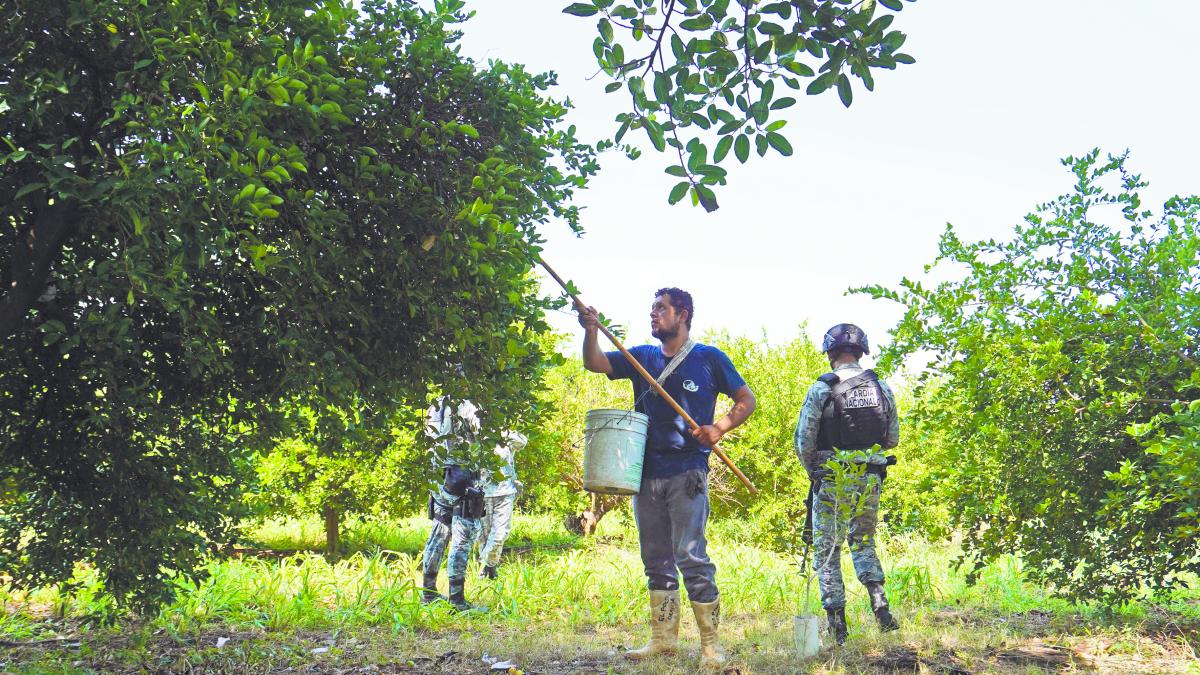 Aguacate en Michoacán: acuerdan acciones contra deforestación y extorsión