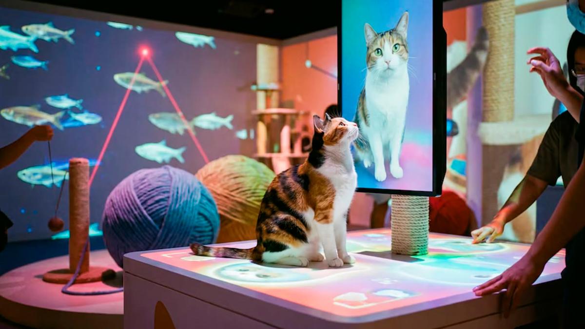 Museo del Gato, una apuesta interactiva para contar la historia de los felinos