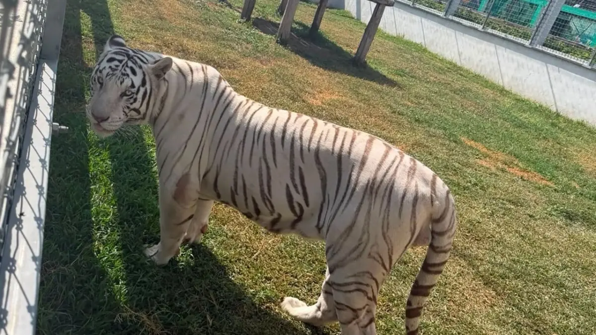 Interpol incauta más de 1,000 animales traficados; tigres de Bengala, leones y jaguares en México
