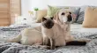 El perro o el gato ya forman parte integral de las familias mexicanas, cuando hacemos un viaje es difícil encontrar quien los cuide, pero estos son algunos parámetros que debes considerar.