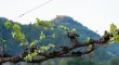 ¿Qué es Asolo Prosecco y por qué se considera el prosecco premium de Italia?