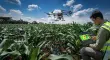 Campo mexicano