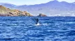Avistamiento del tiburón ballena en Baja California