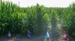 Bayer integra semillas, datos, biotecnología y herramientas digitales para elevar la productividad agrícola y reducir el uso de recursos naturales.
