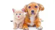 Cuidado integral de cachorros