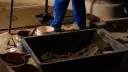 El Economista