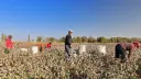El Economista