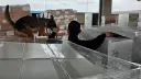El Economista