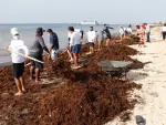 Sargazo en las playas.