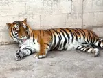 Se encontraban en una propiedad en Durango.