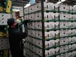 El empleo en el sector agropecuario impulsó la generación de plazas en junio. Foto: Cuartoscuro