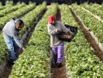 Se llevarán a cabo capacitaciones para llegar al resto de los campos productores de berries en los distintos estados del país en los que opera Driscoll’s. Foto EE: Archivo