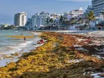 El sargazo no sólo es un problema de los hoteleros. Es un problema ambiental que está impactando en la pérdida de la competitividad del destino. Foto: AFP.