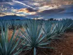 Campos de agave azul, en Tequila, Jalisco.