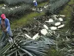 Cosecha del agave en el estado de Jalisco (México). T photography/Shutterstock