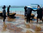 El sargazo invade el Caribe mexicano.