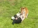Hombre muere atacado por un tigre de zoológico