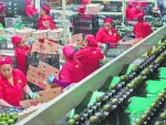 Tras 5 años de análisis y diálogos técnicos, la medida comenzó a aplicarse de manera obligatoria como programa piloto el primero de octubre para quienes comercializan aguacate fuera del país.