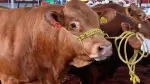 Producción de ganado de raza Limousin en Jalisco.