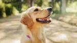 En el Senado se presentó una propuesta para reconocer en la LFT el derecho a permisos con goce de sueldo para que trabajadores que tienen animales de compañía puedan cuidarlos en caso de necesitar atención.

Para más información del tema, visita: https://www.eleconomista.com.mx/capital-humano/morena-impulsa-permisos-laborales-cuidar-mascotas-20251029-783955.html

¡Síguenos en nuestras redes sociales para mantenerte informado!

Twitter: https://twitter.com/eleconomista 
Facebook: https://www.facebook.com/ElEconomista.mx
Instagram: https://www.instagram.com/eleconomistamx
LinkedIn: https://www.linkedin.com/company/el-economista/

#ElEconomista #EETV