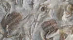 Restos de fósiles marinos (Marruecos, Ordovícico), incluyendo trilobites, estrellas de mar, ofiuras, entre otros.