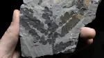 Varios nuevos fósiles de plantas del actual río Jordán retrasan las edades de importantes linajes de plantas de semillas, lo que sugiere que sobrevivieron a la extinción masiva al final del Pérmico.