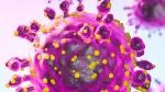 Los hantavirus pertenecen al género Orthohantavirus