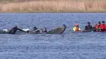 Varias personas se encuentran cerca de una ballena jorobada varada, intentando salvarla.