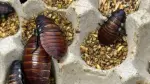 Agentes de protección de la vida silvestre desmantelaron cerca de Sídney una granja clandestina de más de 100.000 cucarachas, con un valor estimado de más de 140.000 dólares, anunció el viernes el Ministerio de Medio Ambiente de Australia.

¡Síguenos en nuestras redes sociales para mantenerte informado!