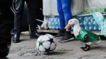 La popularidad del pato Merlín a raíz del Mundial de Futbol 2026 preocupa a especialistas, quienes alertan sobre compras impulsivas, abandono y maltrato de estas aves.